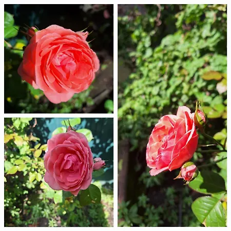 Apartman House Pinhão